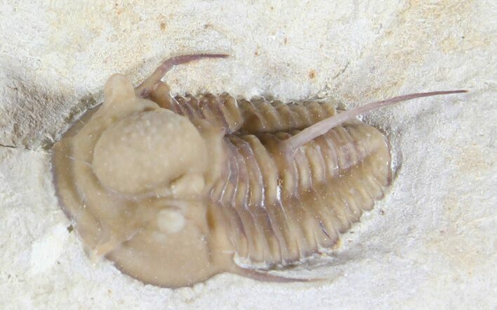 Scare Cyphaspis Carrolli Trilobite - Oklahoma #50973